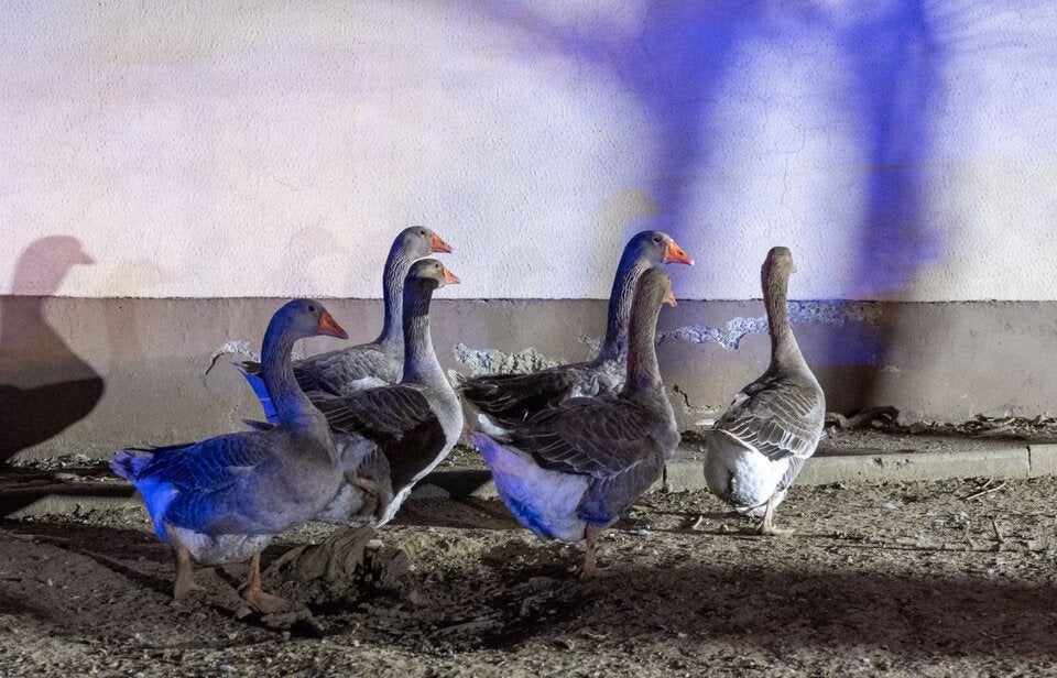 Brand Gänse Hund Erla NÖ