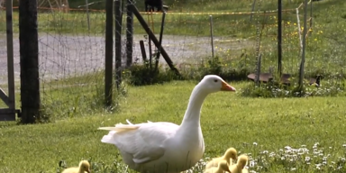 g&auml;nsl essen 1.PNG