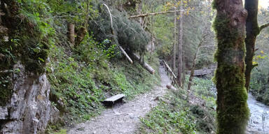 Baum fällt auf Wanderer: Vierjähriges Mädchen tot