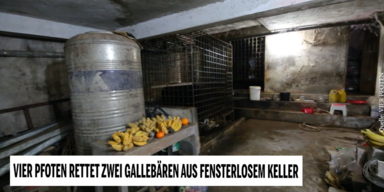 galleb&auml;ren 1.PNG