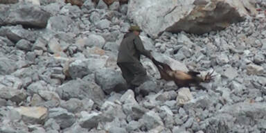 Brutale Gamsjagd - Schütze ausgeforscht