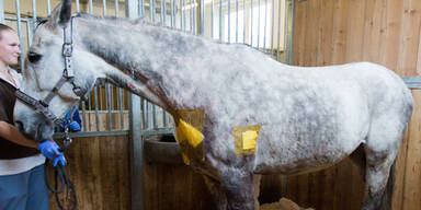 Pferd geht es nach Unfall wieder gut