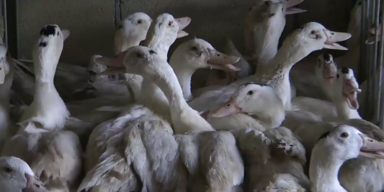 gans.png