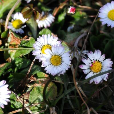 Österreich erblüht