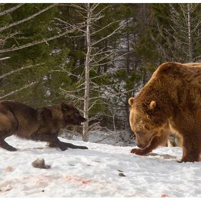 Drei Wölfe gegen einen Grizzly