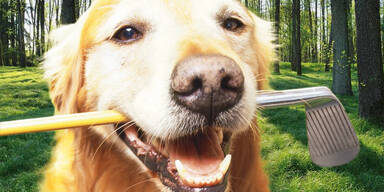 Polizist erschießt Golden Retriever