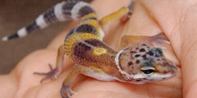 geckos