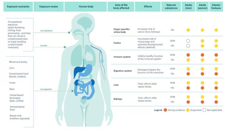 Gesundheitsgefahr durch Schimmel-Gifte
