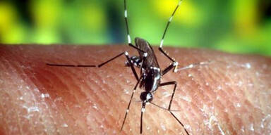 Hilfe, die Kriebelmücke kommt!