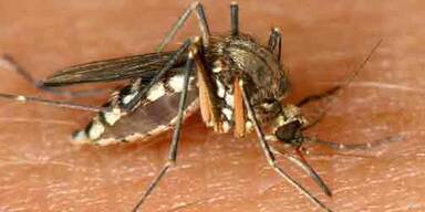 Hilfe, die Kriebelmücke kommt!