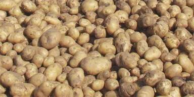 EU lässt die Gentechnik-Kartoffel zu