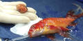 OP rettet Goldfisch
