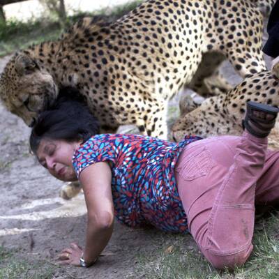 Geparden-Attacke in Port Elisabeth 