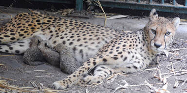 Geparden-Babys im Zoo Schönbrunn 