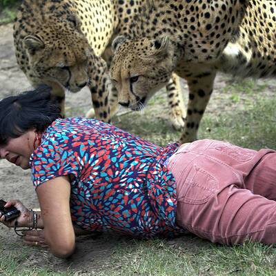 Geparden-Attacke in Port Elisabeth 