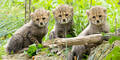 Dreifacher Nachwuchs bei den Geparden im Tiergarten Schönbrunn