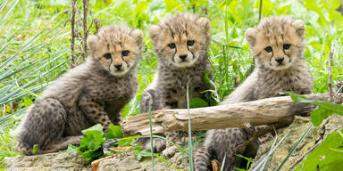 Dreifacher Nachwuchs bei den Geparden im Tiergarten Sch&ouml;nbrunn
