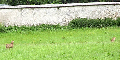 2 Geparden hielten Salzburg in Atem