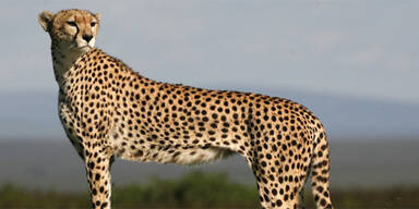 Gepard