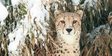 gepard_TierweltHerberstein