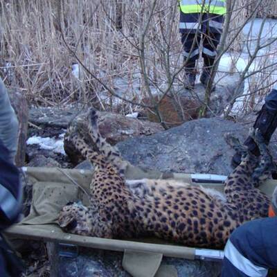 Geparde in Eis eingebrochen