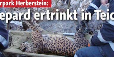 Gepard bricht in Teich ein - tot