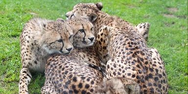 Gepard; Salzburg