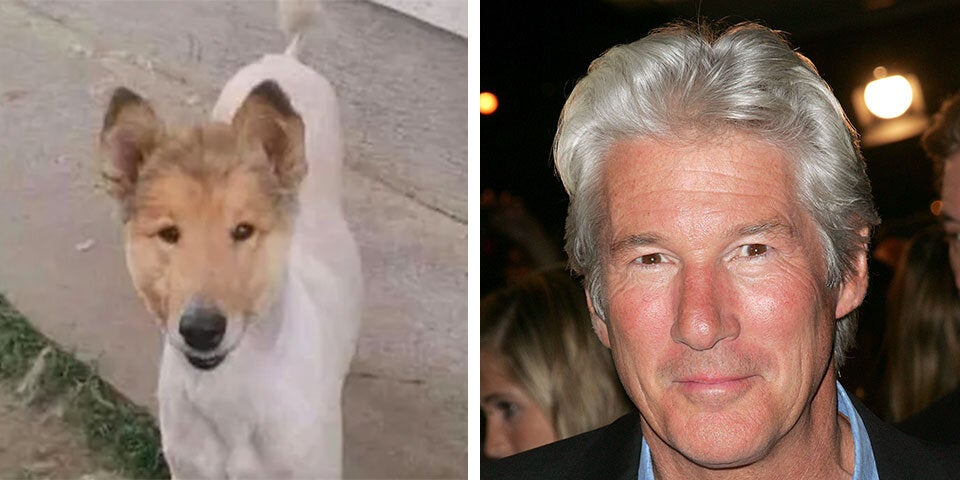 Cher, Putin & Gere: Diese Hunde sind Doppelgänger von Promis