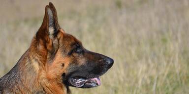 Wegen Sch&auml;ferhund: Frau in Bruck/Leitha schwer verletzt und Chihuahua tot