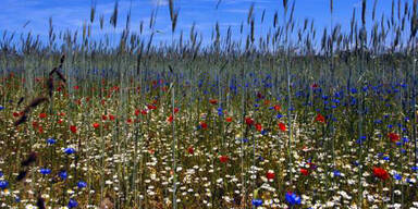 So verrückt war der Sommer