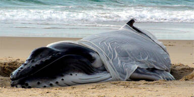 Gestrandetes Walbaby