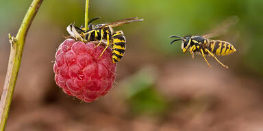 Vermeiden und behandeln Sie Wespenstiche