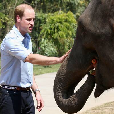 Prinz William besucht Elefanten-Schutzgebiet