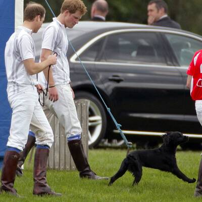 William & Kate: Ganz vernarrt in Hündchen Lupo