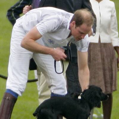 William & Kate: Ganz vernarrt in Hündchen Lupo
