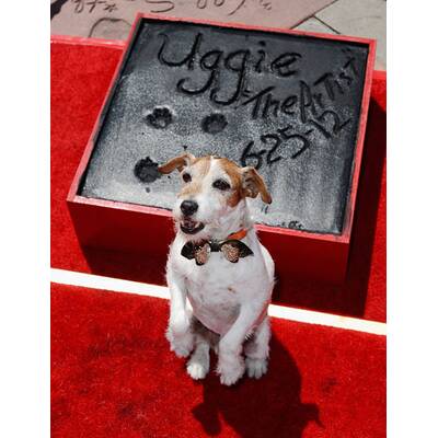 Uggie verewigt am 