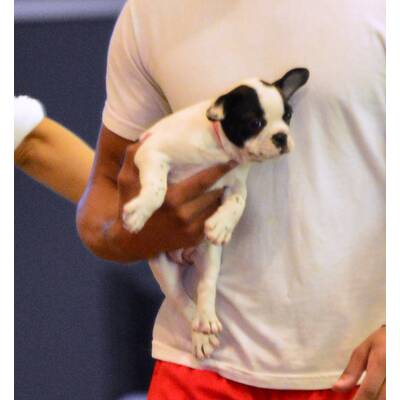 Suri Cruise: Bekommt sie einen Welpen? 