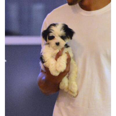 Suri Cruise: Bekommt sie einen Welpen? 