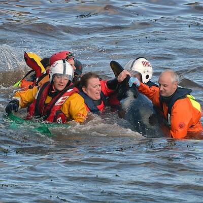 Helfer versuchen die Wale wieder ins Meer zurückzuschieben