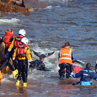 Helfer versuchen die Wale wieder ins Meer zurückzuschieben