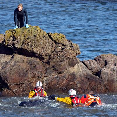 Helfer versuchen die Wale wieder ins Meer zurückzuschieben