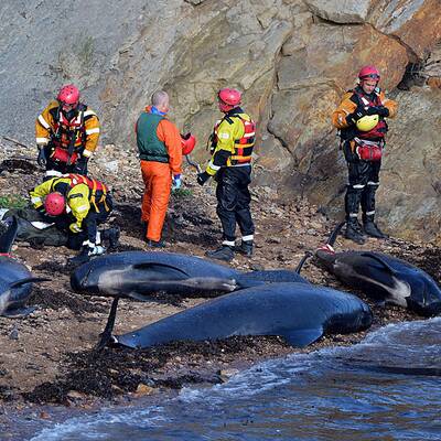 Helfer versuchen die Wale wieder ins Meer zurückzuschieben