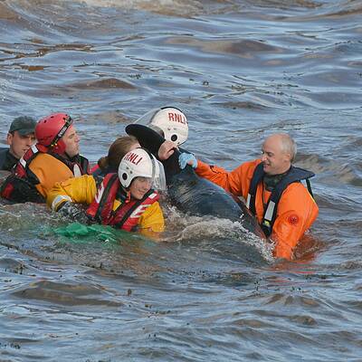 Helfer versuchen die Wale wieder ins Meer zurückzuschieben