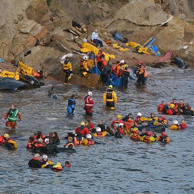 Helfer versuchen die Wale wieder ins Meer zurückzuschieben