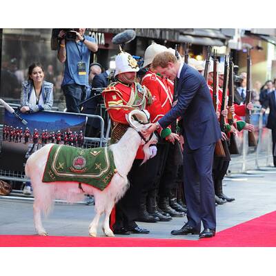 Prinz Harry streichelt Bock und lässt sich umarmen