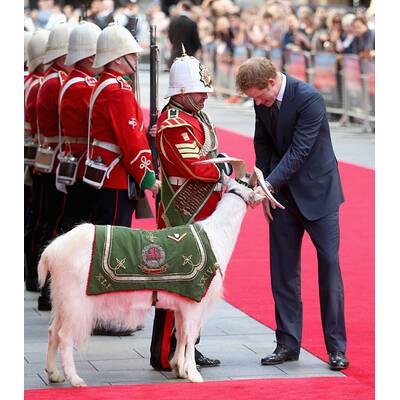 Prinz Harry streichelt Bock und lässt sich umarmen