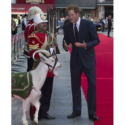 Prinz Harry streichelt Bock und lässt sich umarmen