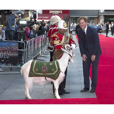 Prinz Harry streichelt Bock und lässt sich umarmen