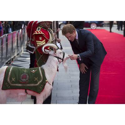 Prinz Harry streichelt Bock und lässt sich umarmen