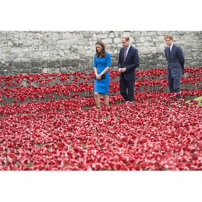 Herzogin Kate & Prinz William pflanzen Mohnblume